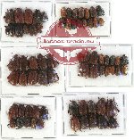 Scientific lot no. 5 Sericinae (70 pcs)