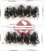 Scientific lot no. 150 Rutelinae (10 pcs)