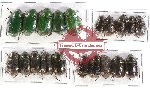 Scientific lot no. 178 Rutelinae (20 pcs)