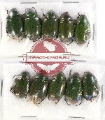 Scientific lot no. 148 Rutelinae (10 pcs)