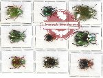 Scientific lot no. 165 Rutelinae (9 pcs)