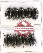 Scientific lot no. 148A Rutelinae (10 pcs)