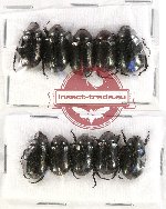 Scientific lot no. 149 Rutelinae (10 pcs)