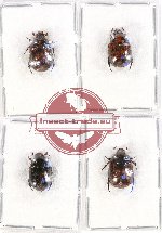 Scientific lot no. 133A Rutelinae (Parastazia spp.) (4 pcs)