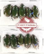 Scientific lot no. 147 Rutelinae (10 pcs)