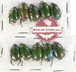 Scientific lot no. 151 Rutelinae (10 pcs)