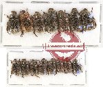 Scientific lot no. 157 Rutelinae (Adoretini) (15 pcs)