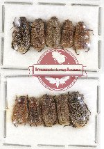 Scientific lot no. 155 Rutelinae (Adoretini) (10 pcs)