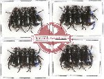 Scientific lot no. 133 Rutelinae (12 pcs)