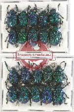 Scientific lot no. 229A Chrysomelidae (20 pcs)