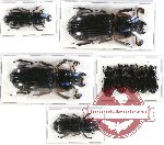 Scientific lot no. 69 Passalidae (9 pcs - 1 pc A2)