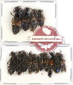 Scientific lot no. 74 Staphylinidae (14 pcs)