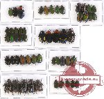 Scientific lot no. 23 Cetoniinae (49 pcs)