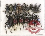 Scientific lot no. 320 Curculionidae (16 pcs A-, A2)