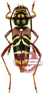 Xylotrechus rufobasalis (10 pcs)