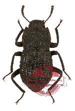 Tenebrionidae sp. 37