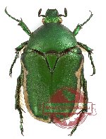 Protaetia (Netocia) hungarica ssp. pseudoviridana