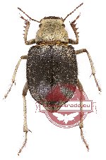 Tenebrionidae sp. 73