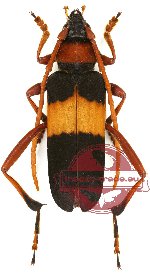 Embrikstrandia vivesi (red pronotum) (5 pcs)