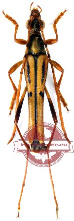 Idiostrangalia auricoma