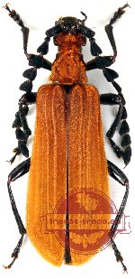 Pyrocalymma pyrochroides