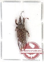 Curculionidae sp. 91