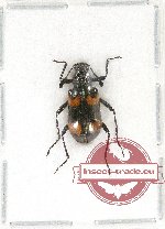 Tenebrionidae sp. 85