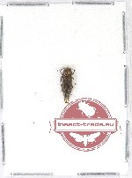 Agrilus sp. 56