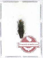 Agrilus sp. 54A