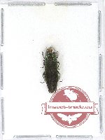 Agrilus sp. 54A (A2)