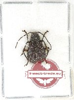 Chrysomelidae sp. 61