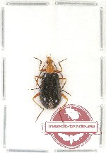 Lagriidae sp. 15