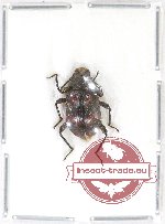 Tenebrionidae sp. 82