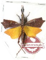 Trigonopteryx celebesia