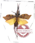 Trigonopteryx celebesia (A-)