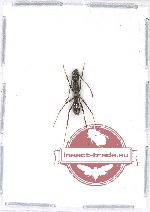 Formicidea sp. 71 (10 pcs)