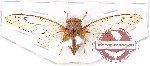 Cicadidae sp. 52 (A-)