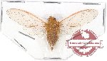 Cicadidae sp. 51 (A/A-)