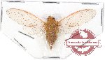 Cicadidae sp. 51 (A2)