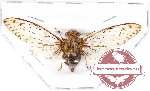 Cicadidae sp. 54 (A2)