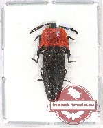 Elateridae sp. 30