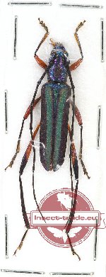 Callichromatini sp. 14