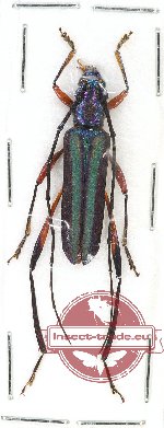 Callichromatini sp. 14