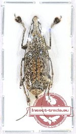 Anthribidae sp. 25