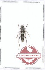 Oedemeridae sp. 8