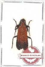 Pyrochroidae sp. 3