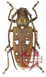 Batocera rubus ssp. sabina