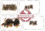 Scientific lot no. 161 Hymenoptera (20 pcs)