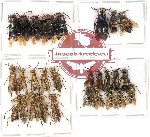 Scientific lot no. 166 Hymenoptera (28 pcs)