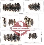 Scientific lot no. 83 Elateridae (27 pcs)